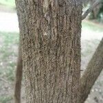 Cordia myxa Bark