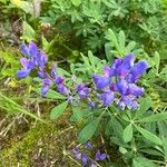 Lupinus nootkatensis 花