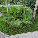 Washingtonia robusta Lapas