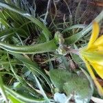 Gagea granatellii Leaf