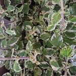 Coleus madagascariensis Leaf