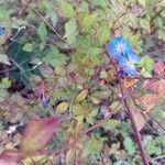 Ceratostigma griffithii Floare