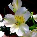 Alstroemeria aurea अन्य