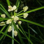 Cyperus luzulae Levél