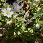 Cerastium ramosissimum Flower