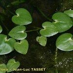 Heteranthera reniformis Habitus