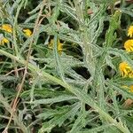 Senecio pterophorus Leaf