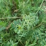 Coronilla minima Leaf