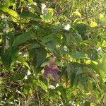 Passiflora laurifolia Други