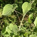 Abutilon abutiloides Pokrój