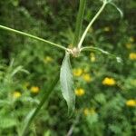 Silene nemoralis Fuelha