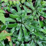 Saxifraga hostii Likasa