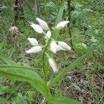 Cephalanthera longifolia Habitus