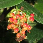 Viburnum suspensum Fruto