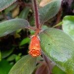 Kohleria spicata Fleur