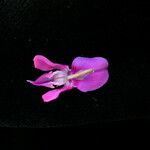 Indigofera cassioides Blüte