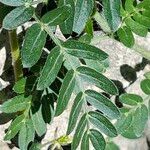 Tribulus terrestris Лист