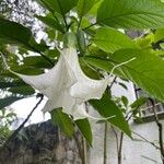 Brugmansia × candidaFlors