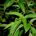 Chaetogastra longifolia その他の提案