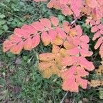 Sorbus domestica ഇല