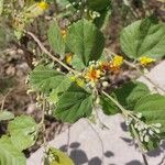 Grewia asiatica Flower