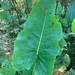 Rumex confertus Frunză