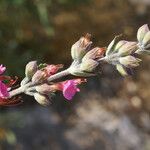 Teucrium divaricatum Floare