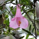 Philesia magellanica Flower