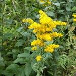 Solidago rugosa Kvet