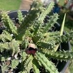 Huernia macrocarpa Žiedas