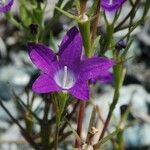 Githopsis pulchella Virág