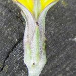 Scorzonera parviflora Kvet