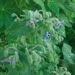 Borago officinalis पत्ता