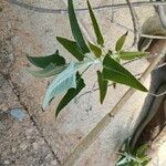 Salvia canariensis Blatt