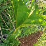 Gunnera tinctoria Elinympäristö