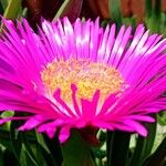 Carpobrotus acinaciformis花