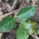 Pyrola chlorantha Hoja