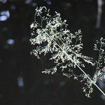 Agrostis gigantea 花