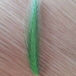 Hordeum pusillum Feuille