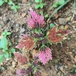 Coleus decurrens 葉