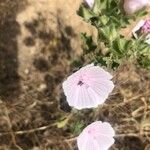 Malva hispanica Blomma