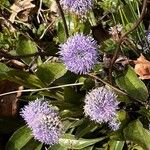 Globularia bisnagaricaപുഷ്പം