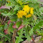 Sonchus congestus Blüte