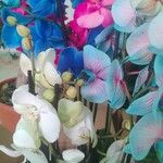 Phalaenopsis amabilis Kvet