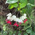 Clerodendrum thomsoniae Floare