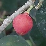 Ficus deltoidea Fruto