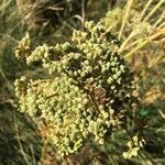 Selinum carvifolium Flower