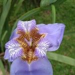 Trimezia coerulea Flower