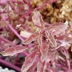 Amaranthus blitoides Folla