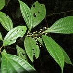 Miconia laxivenula List